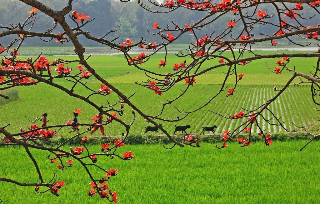 spring in bangladesh