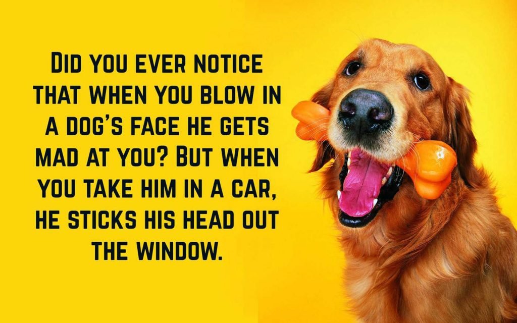 Funny Dog Quotes